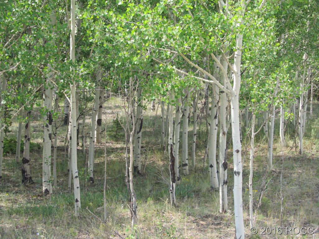 379 Jefferson Road Hartsel, CO 80449 - Photo 1 of 7