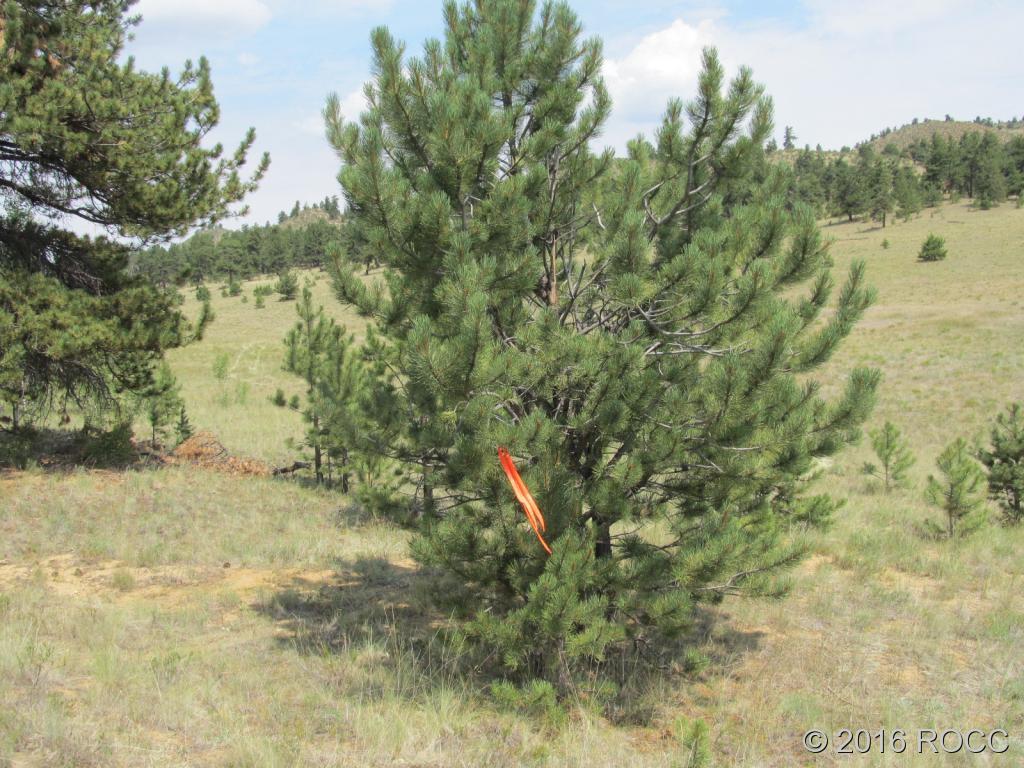 379 Jefferson Road Hartsel, CO 80449 - Photo 3 of 7