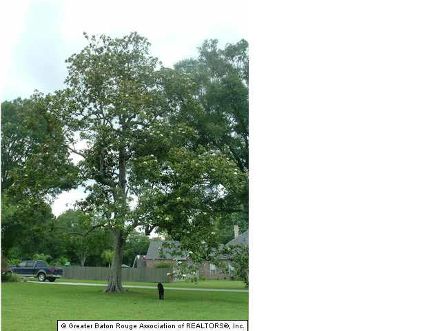24155 Canyon Road Denham Springs, LA 70726 - Photo 3 of 7 Gallery Image 3