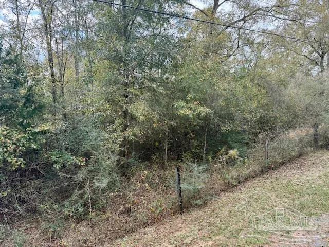 a view of a forest with trees in the background