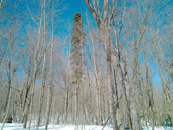 $125,000 | 33 Hillside Drive, Lutsen, MN 55612
