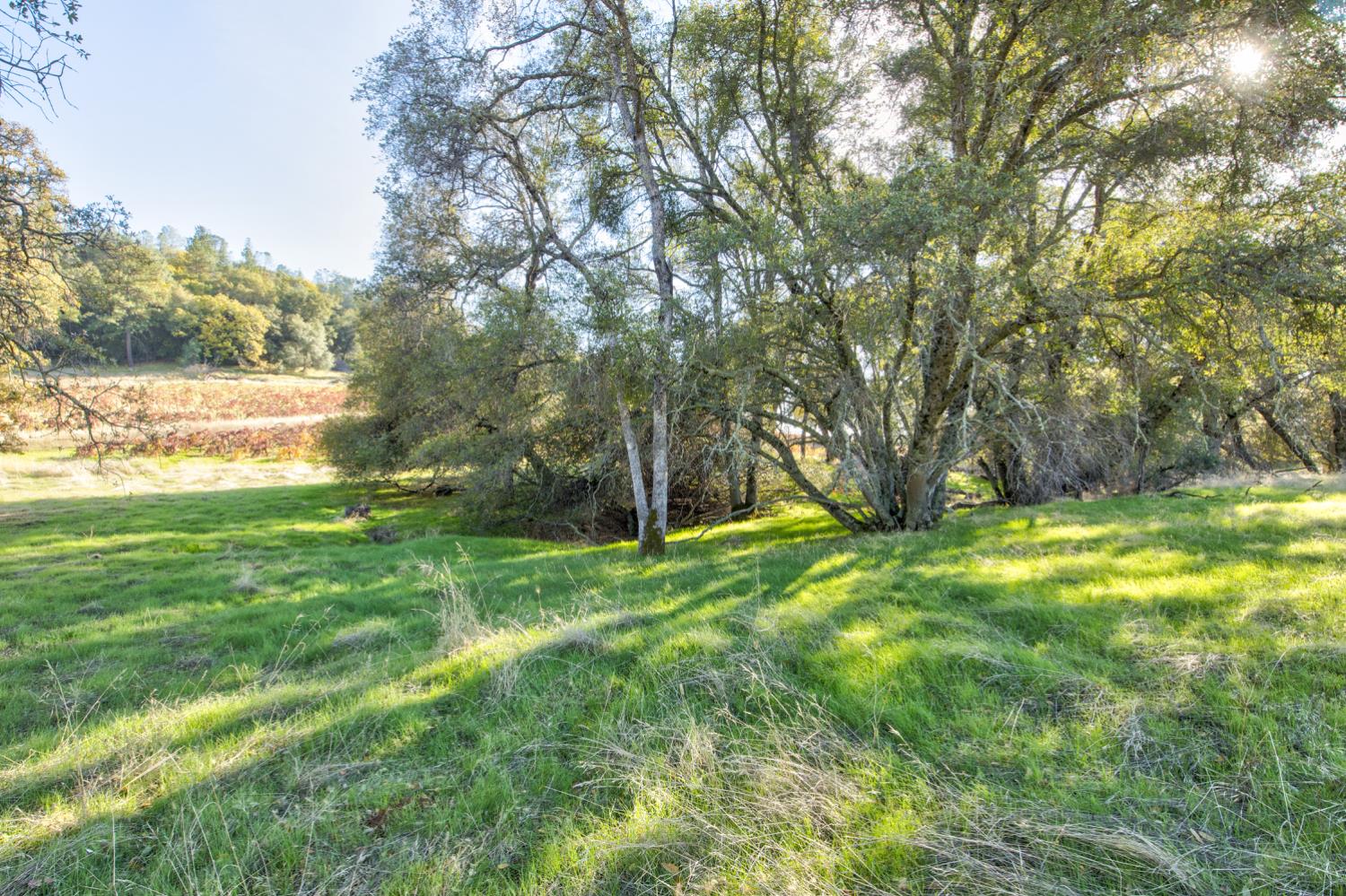 11120 Courier Road Plymouth, CA 95669 - Photo 54 of 73 a view of backyard with swimming pool and green space