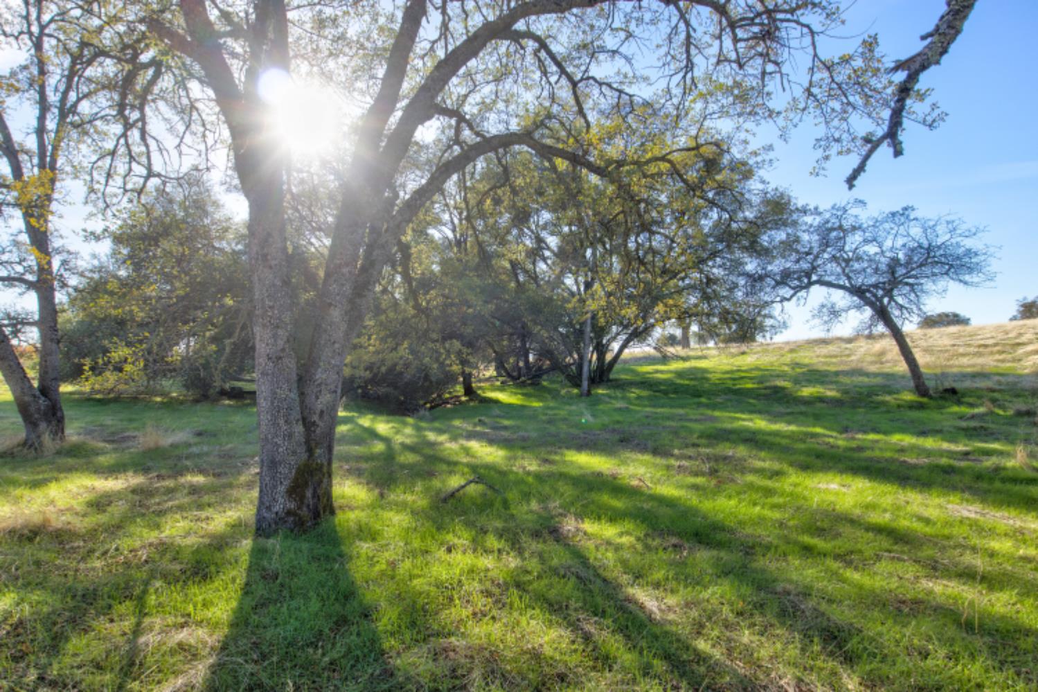 11120 Courier Road Plymouth, CA 95669 - Photo 56 of 73 a view of yard with trees