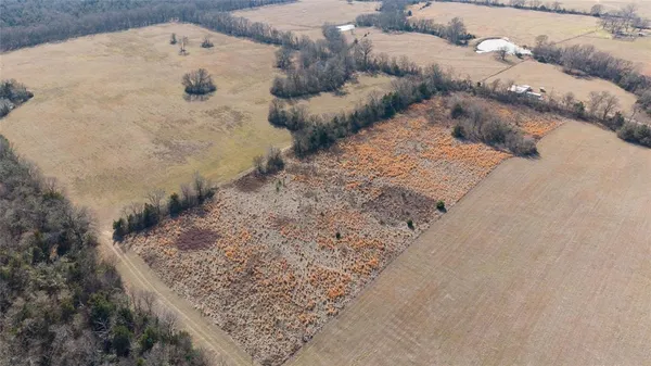 a view of a dry yard with lots of trees