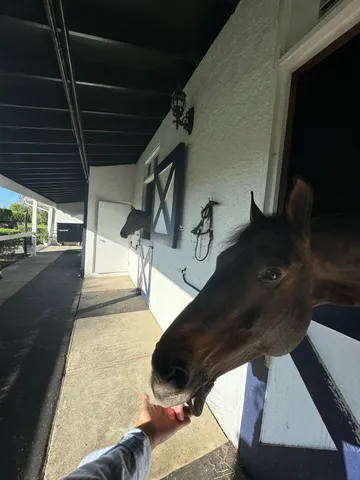 a view of balcony with furniture and garden