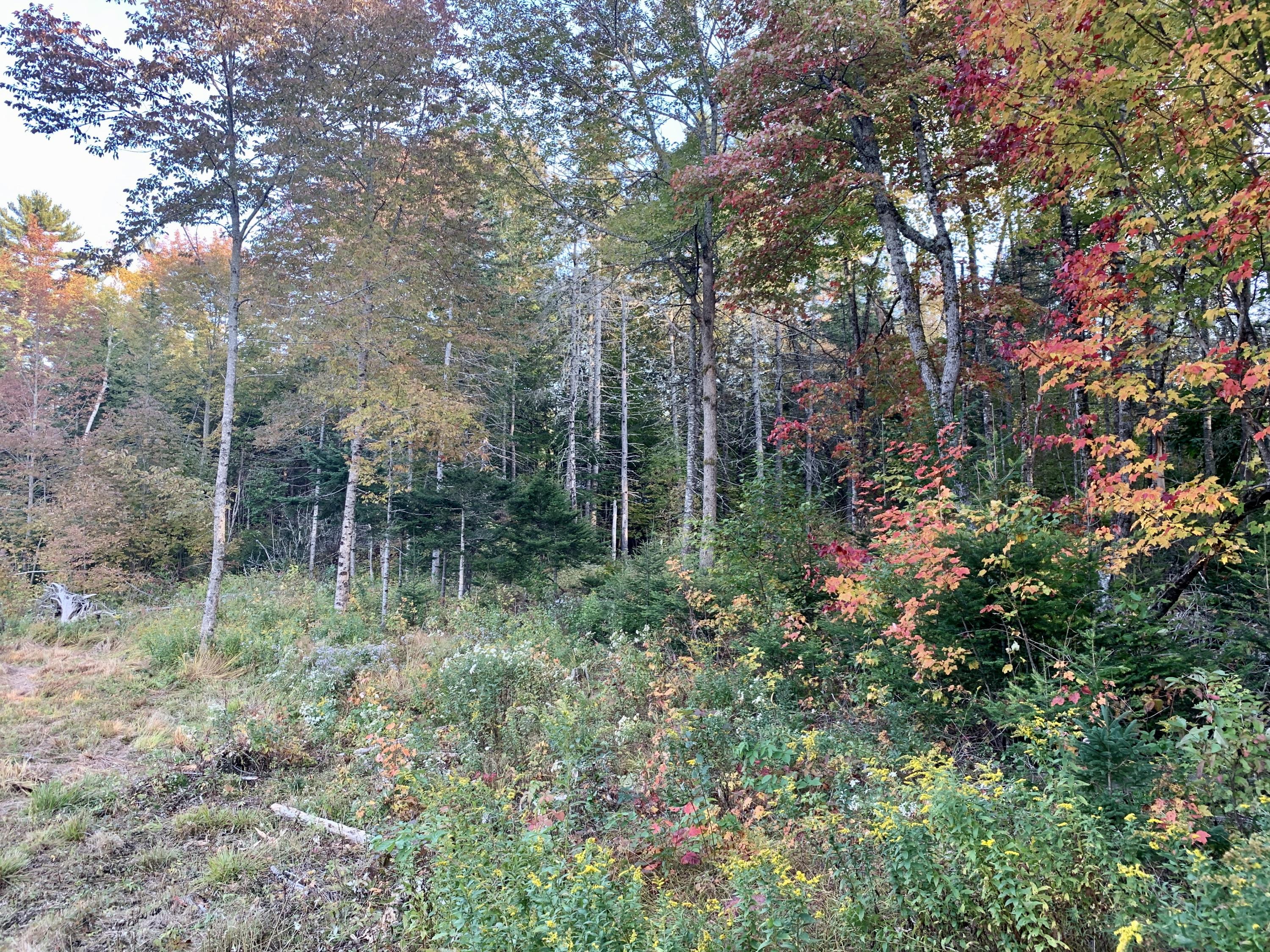 473 Cannon Hill Road Perry, ME 04667 - Photo 7 of 12 IMG_1843