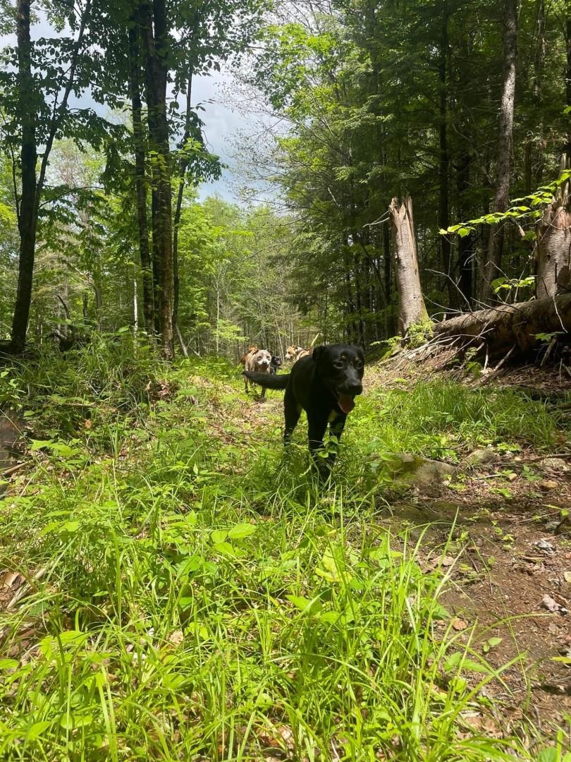 126 Downing Road Topsham, VT 05076 - Photo 4 of 11