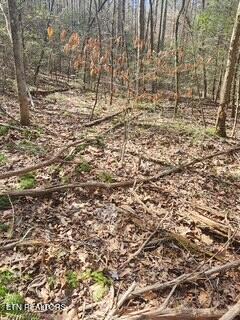 Little Elk Creek Road Pioneer, TN 37847 - Photo 6 of 23 Little Elk Creek Rd (4)