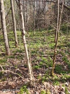 Little Elk Creek Road Pioneer, TN 37847 - Photo 10 of 23 Little Elk Creek Rd (8)