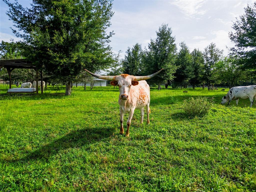 Powerline Road Dade City, FL 33523 - Photo 8 of 10 a garden view