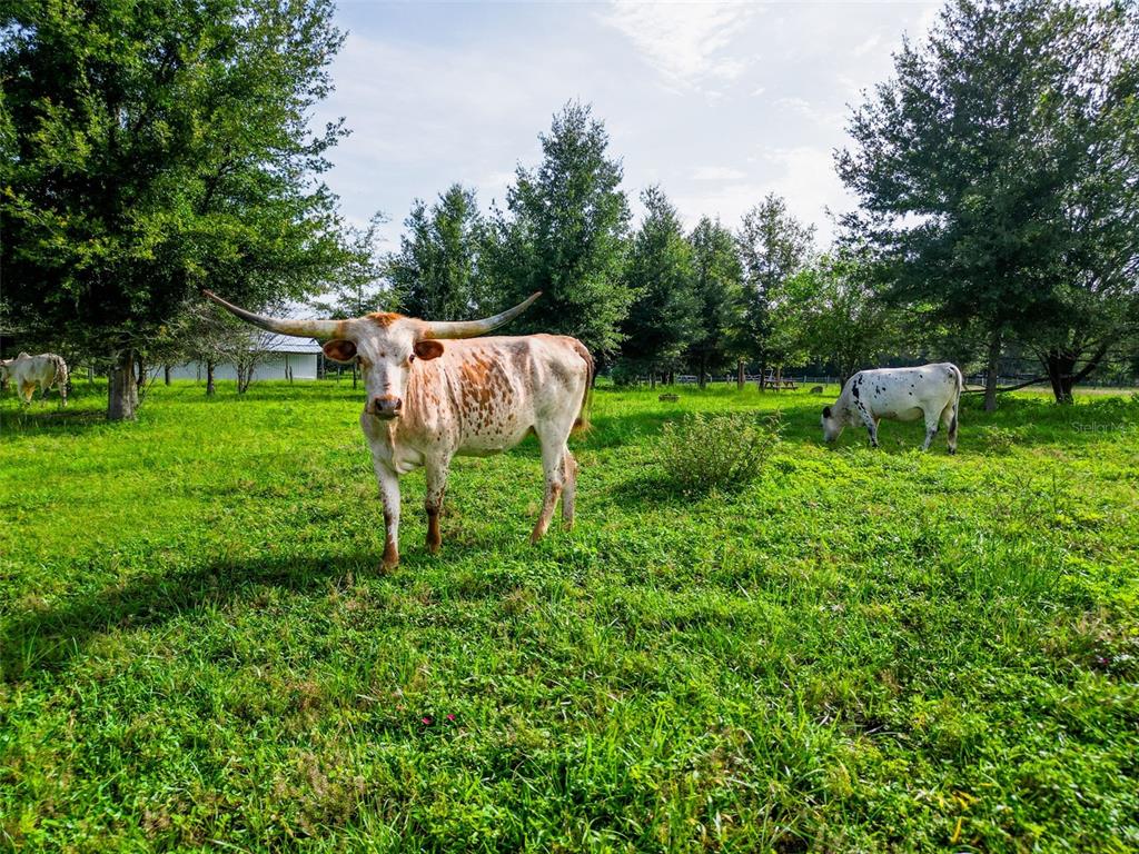 Powerline Road Dade City, FL 33523 - Photo 10 of 10