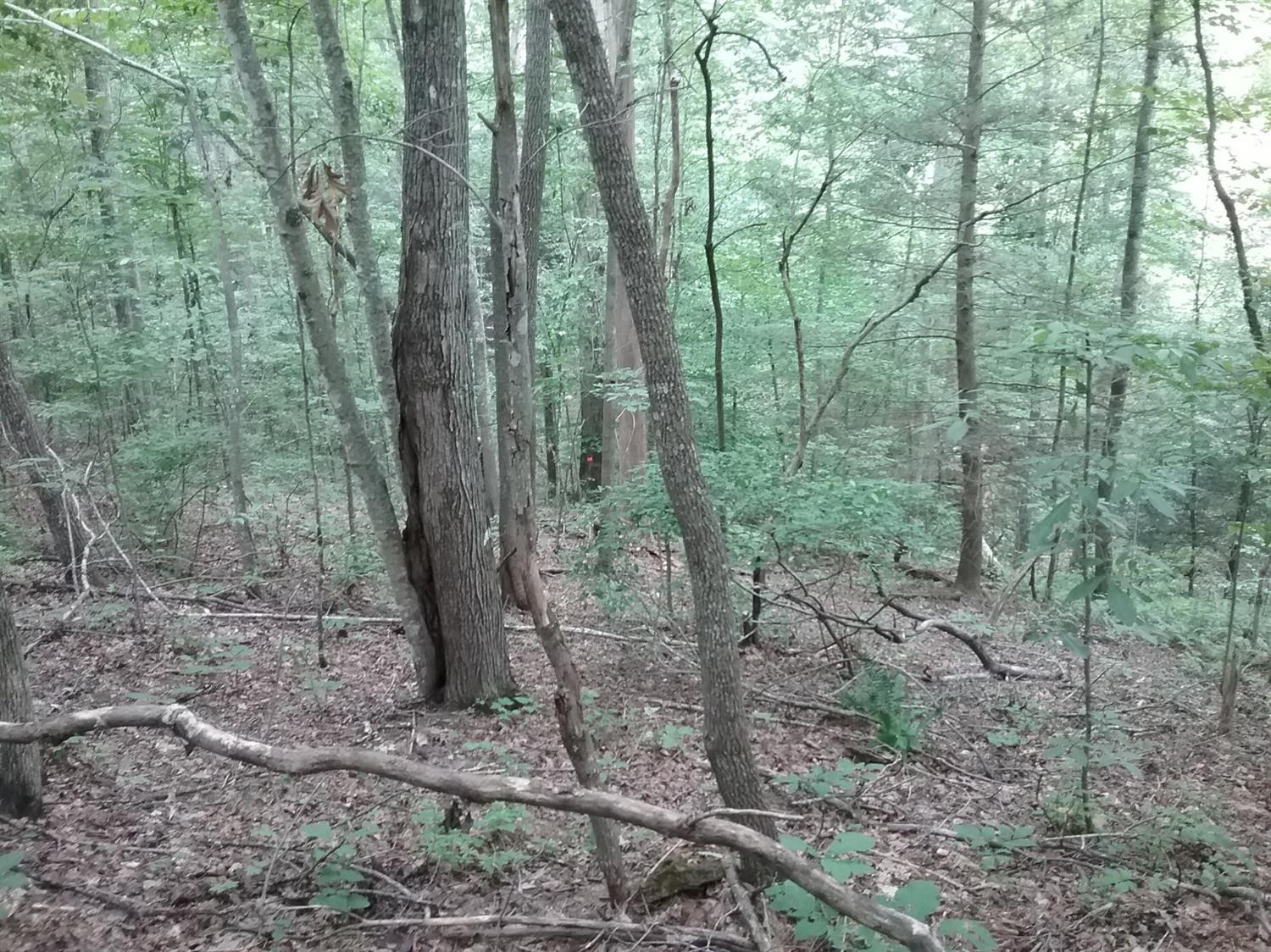 9999 Galimore Road Pine Knot, KY 42635 - Photo 17 of 35 Photo 17