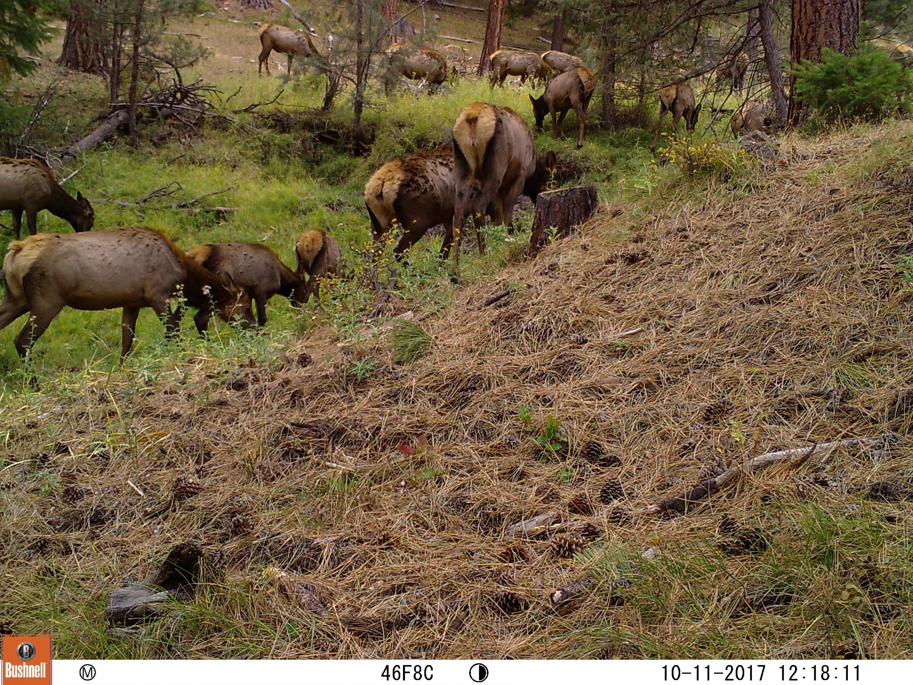24302 Northeast Ochoco Ranger Station Road Prineville, OR 97754 - Photo 15 of 22 Neary Elk at Wallow