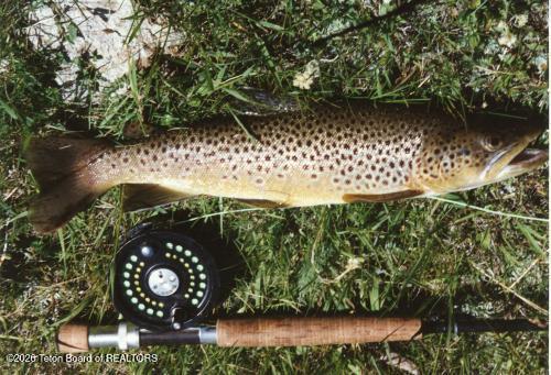 338 South Gas Hills Road Riverton, WY 82501 - Photo 25 of 34 fish 2