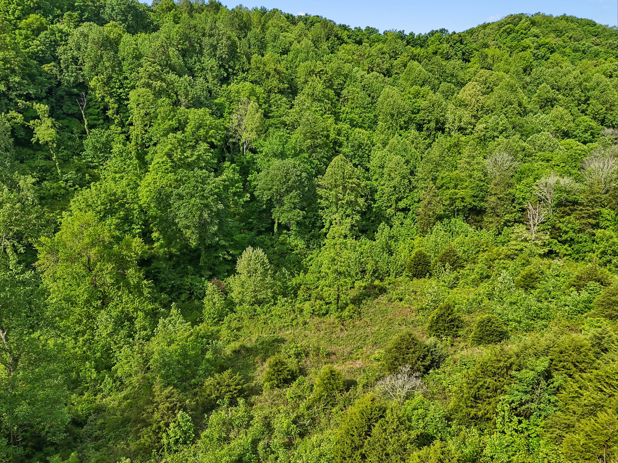 0 Conley Road Woodbury, TN 37190 - Photo 13 of 30 Gallery Image 13