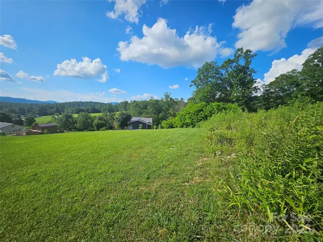a view of a big yard with potted plants and large tree