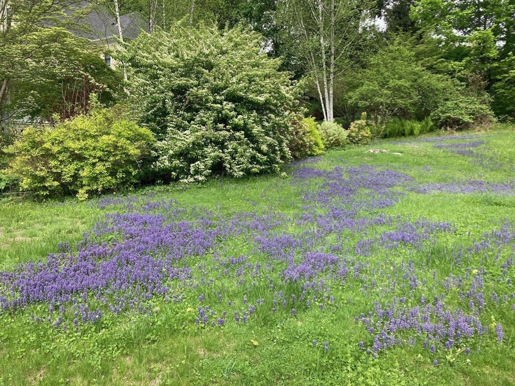 24 South Sunset Avenue Amherst, MA 01002 - Photo 40 of 42 a view of a yard with plants and large trees