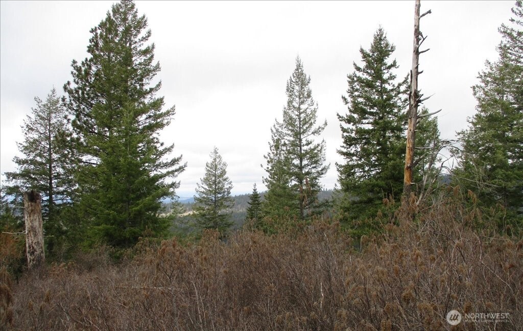18-xxx East Miner Road Mead, WA 99021 - Photo 20 of 40 a view of a forest with trees in the background