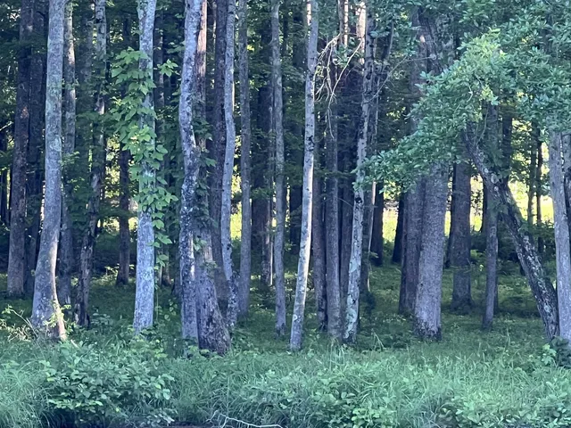 a backyard of a house with lots of green space and trees