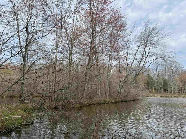 a view of a yard with large trees