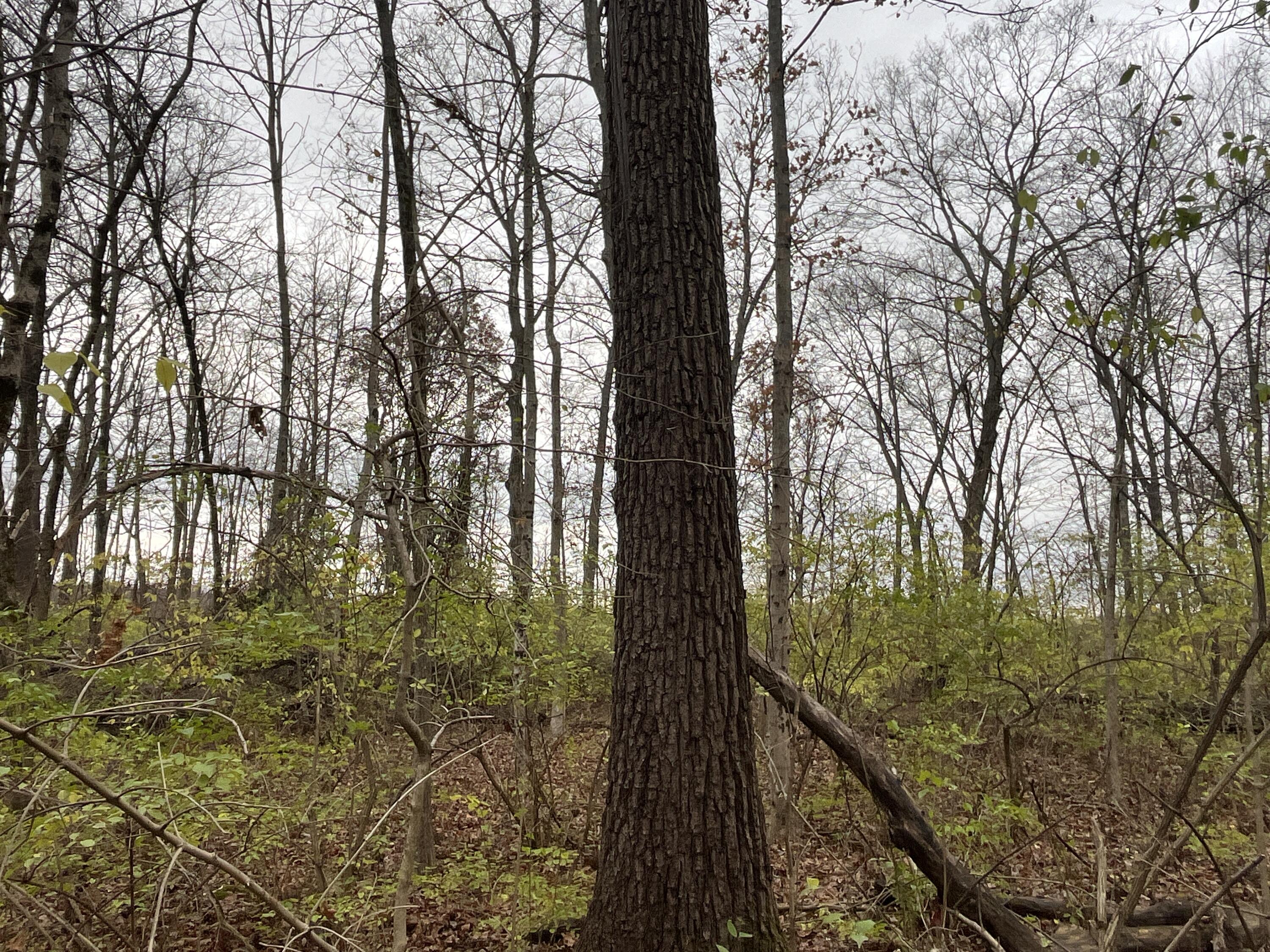 9237 Dog Leg Road Dayton, OH 45414 - Photo 23 of 33 IMG_2494