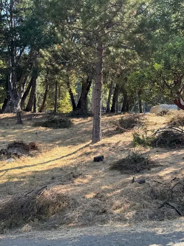 a view of a yard with large trees