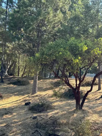 a view of a yard with large trees