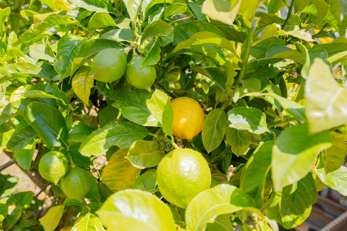 143 Tucker Road Watsonville, CA 95076 - Photo 42 of 42 a view of a plant with a plant