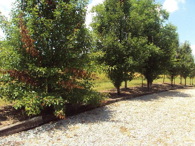 7520 Sarah Thomas Road Silver Point, TN 38582 - Photo 3 of 20 Tree lined drive