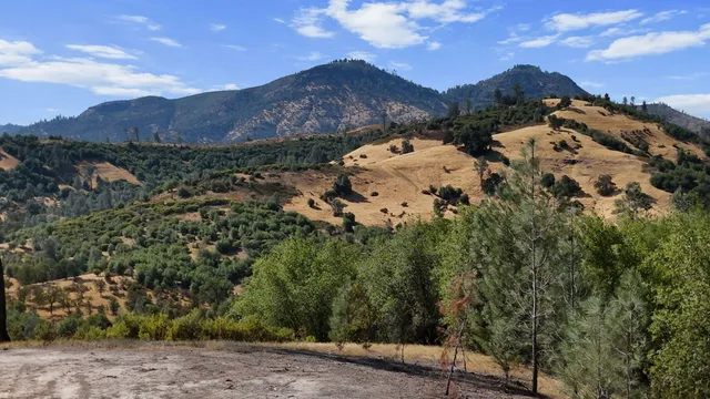 a view of a city with lush green forest