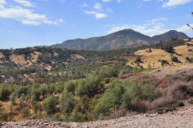 a close up of a tree