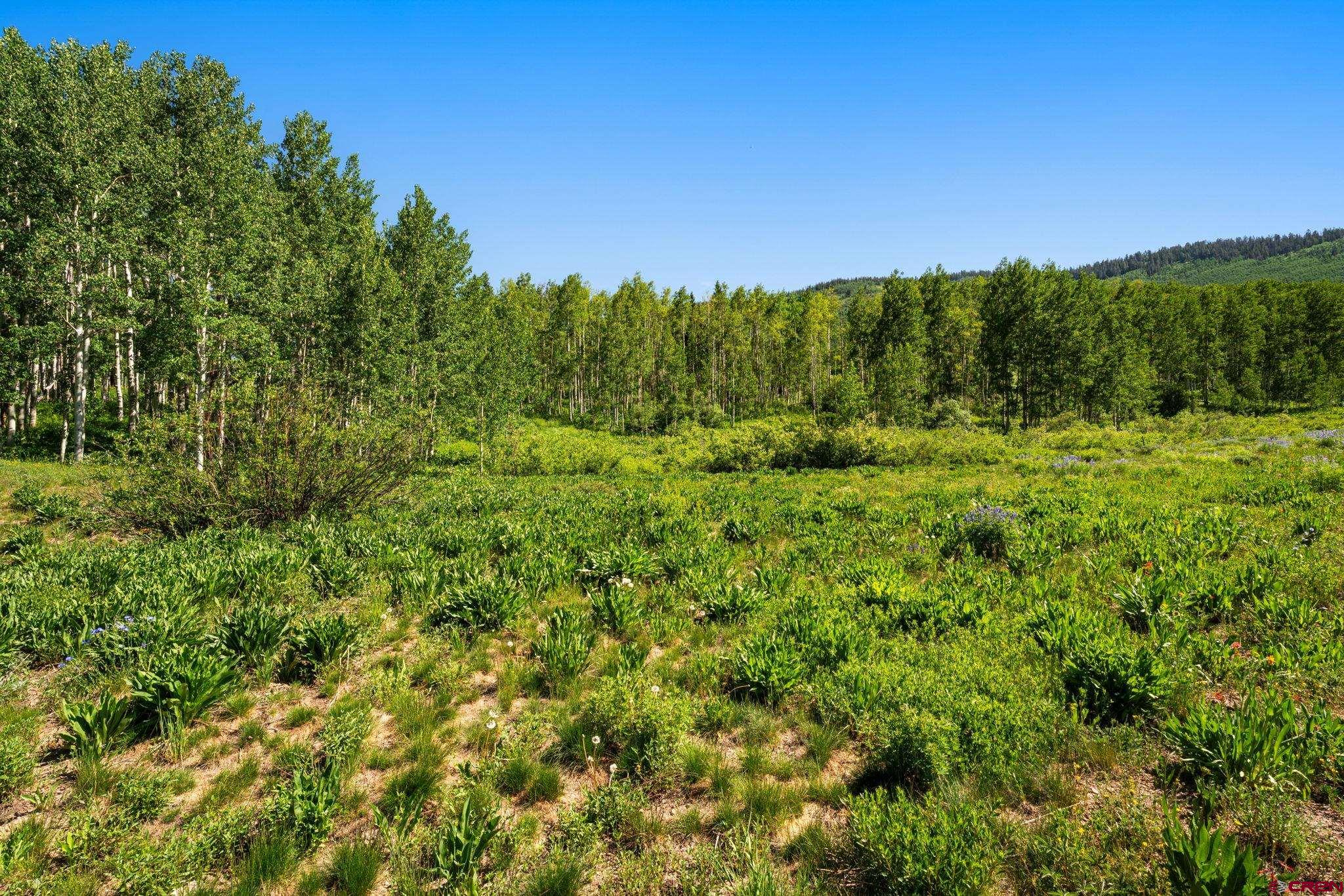 555 Meadow Drive Crested Butte, CO 81224 - Photo 16 of 24 a view of a green field with lots of bushes