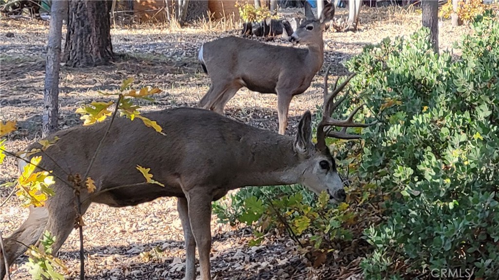 72 Park Drive Running Springs, CA 92382 - Photo 9 of 10