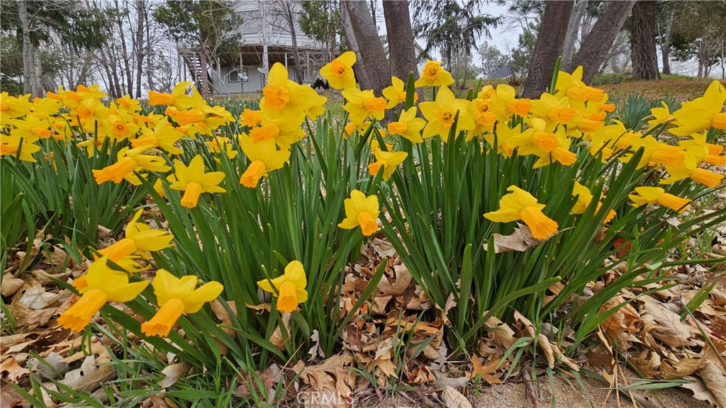 72 Park Drive Running Springs, CA 92382 - Photo 10 of 10