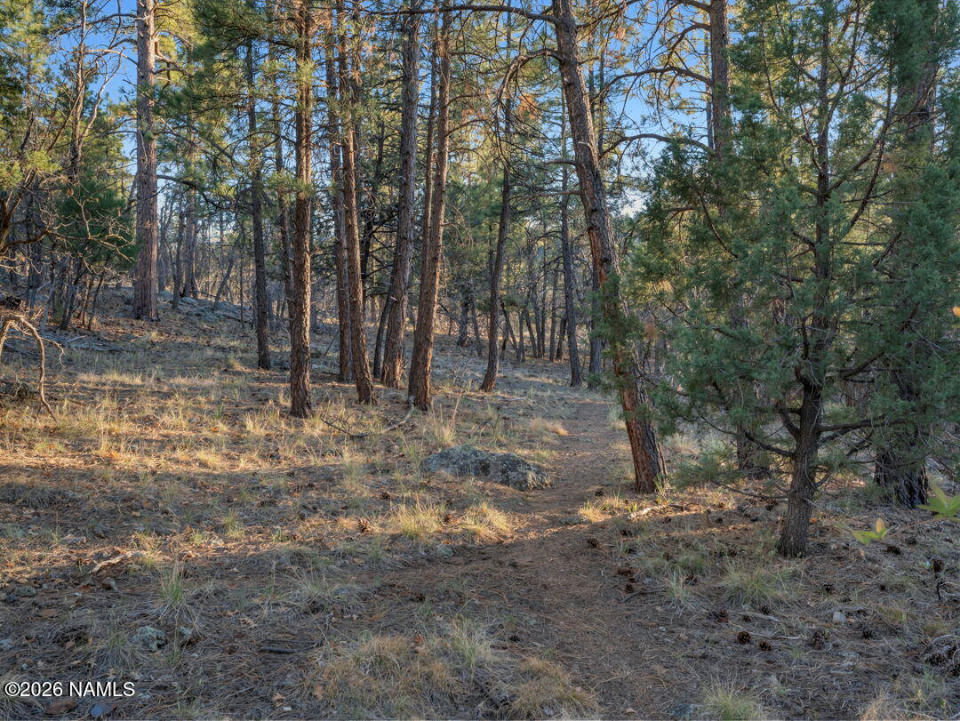 1005 Park Way Williams, AZ 86046 - Photo 39 of 45 a view of a forest with trees