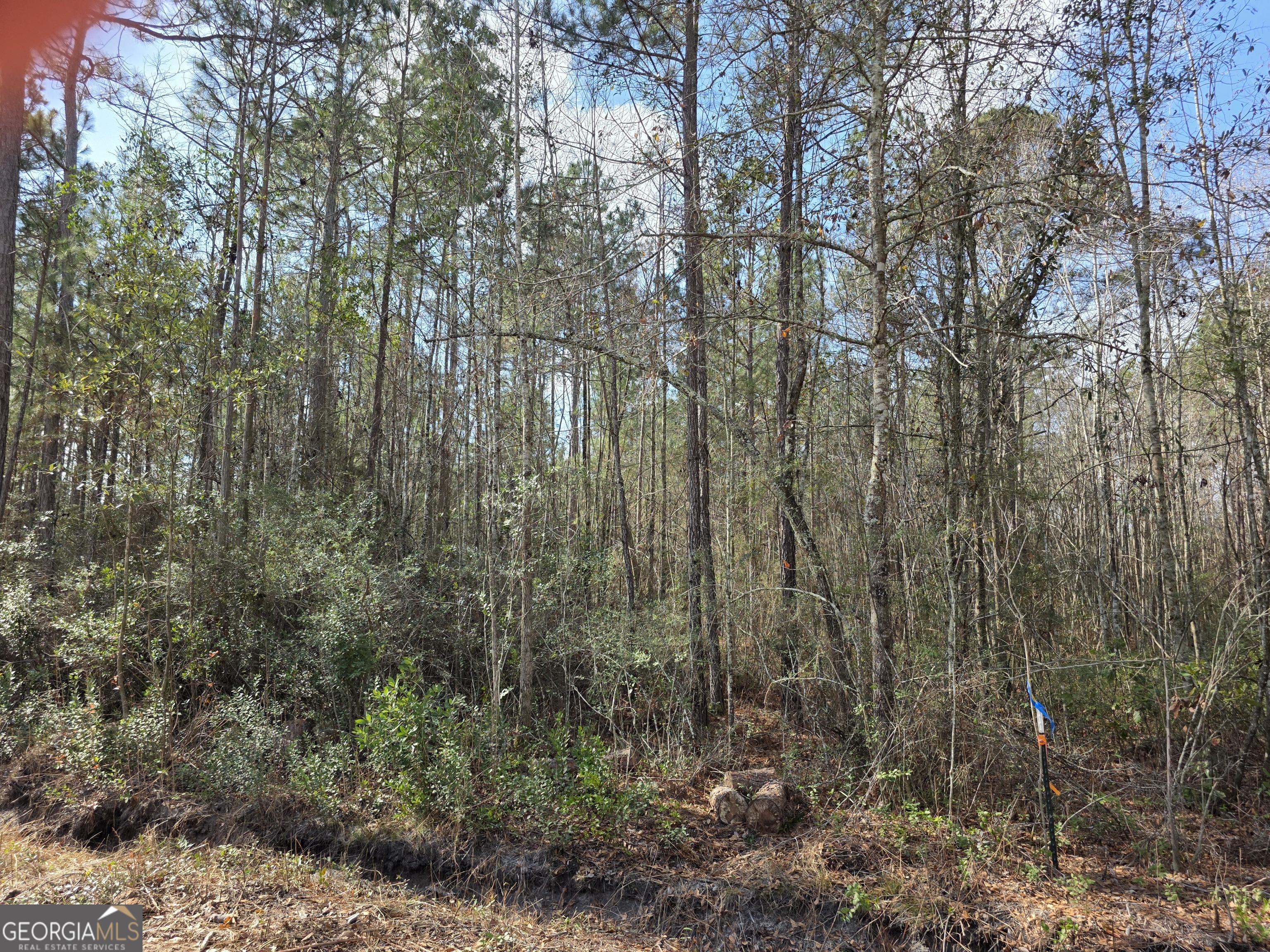 1743 Shawnee Egypt Road Guyton, GA 31312 - Photo 13 of 28 a view of forest