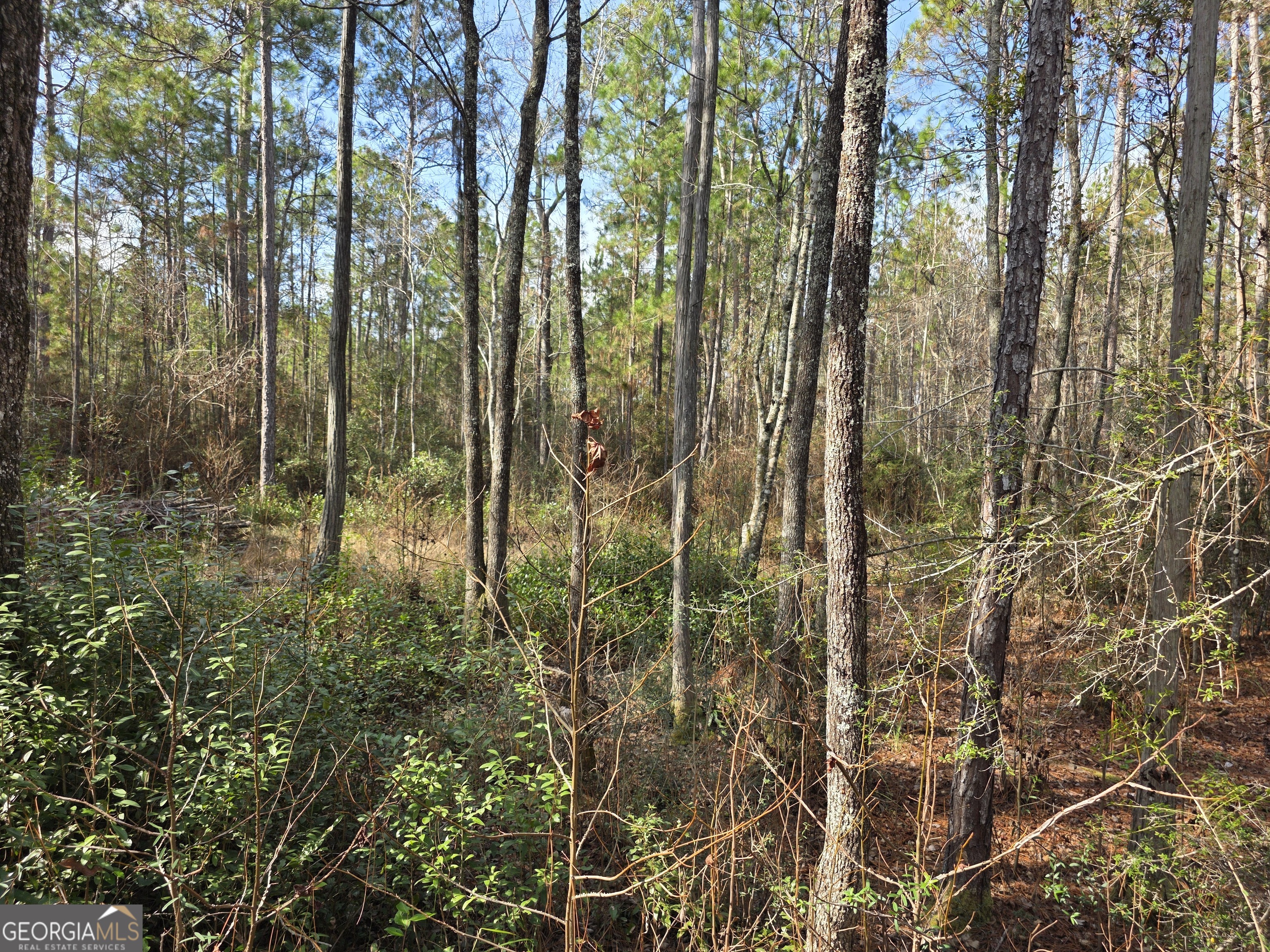 1743 Shawnee Egypt Road Guyton, GA 31312 - Photo 18 of 28 a view of forest