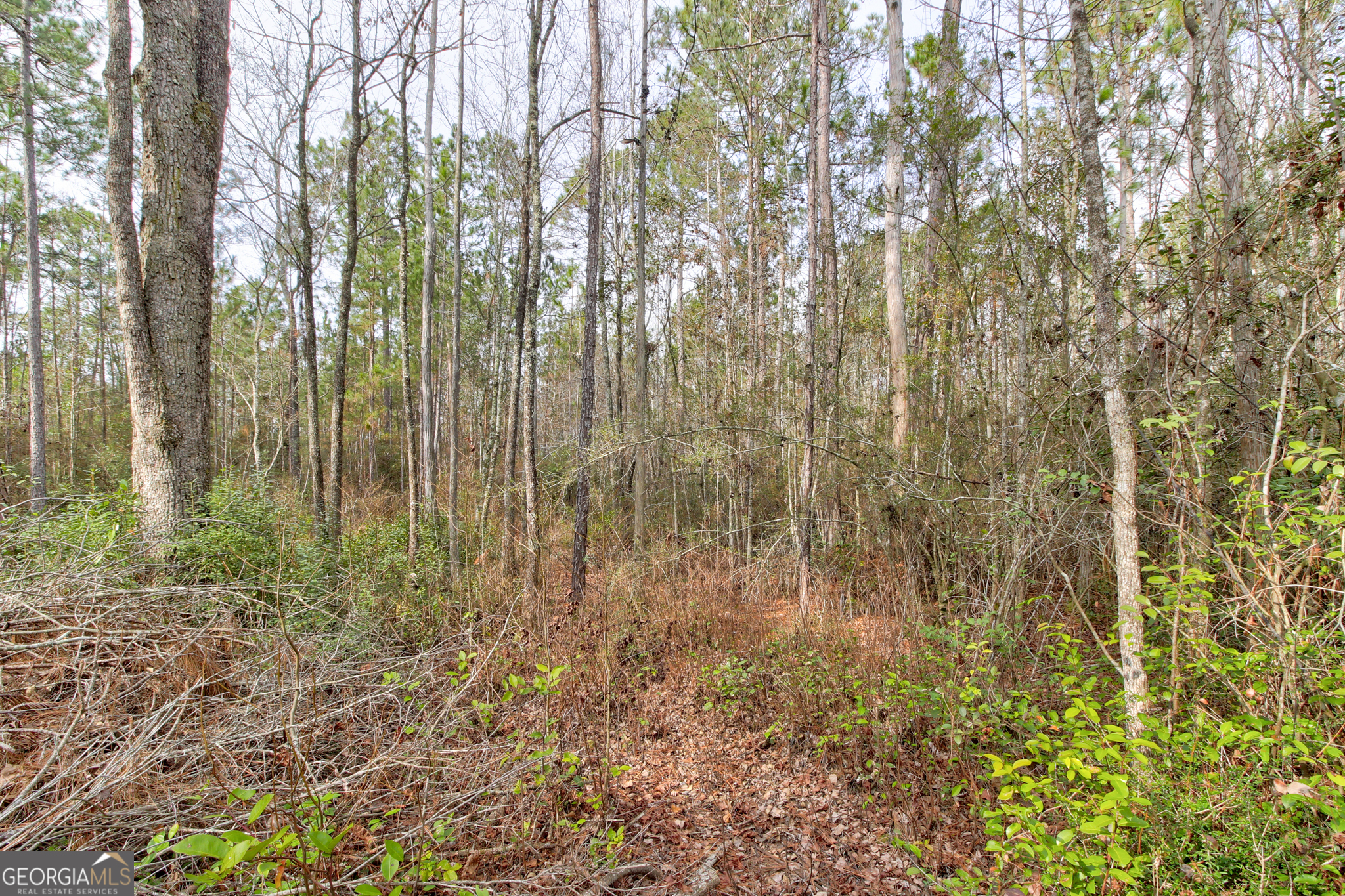 1743 Shawnee Egypt Road Guyton, GA 31312 - Photo 22 of 28 a view of forest
