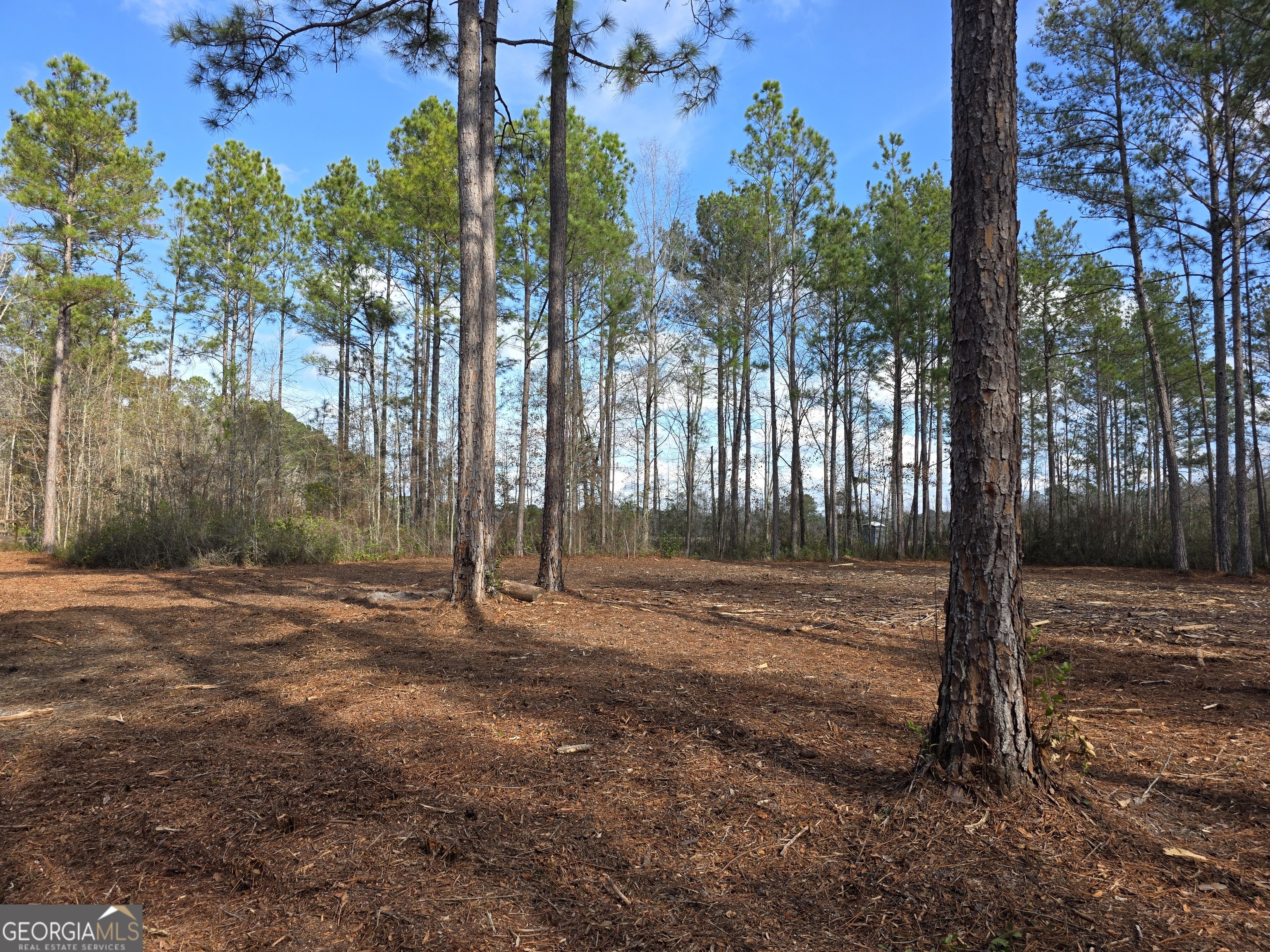 1743 Shawnee Egypt Road Guyton, GA 31312 - Photo 4 of 28 a view of a tree in front of a house