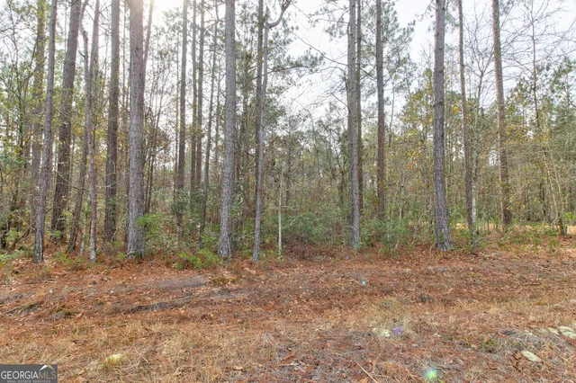 a view of forest with trees