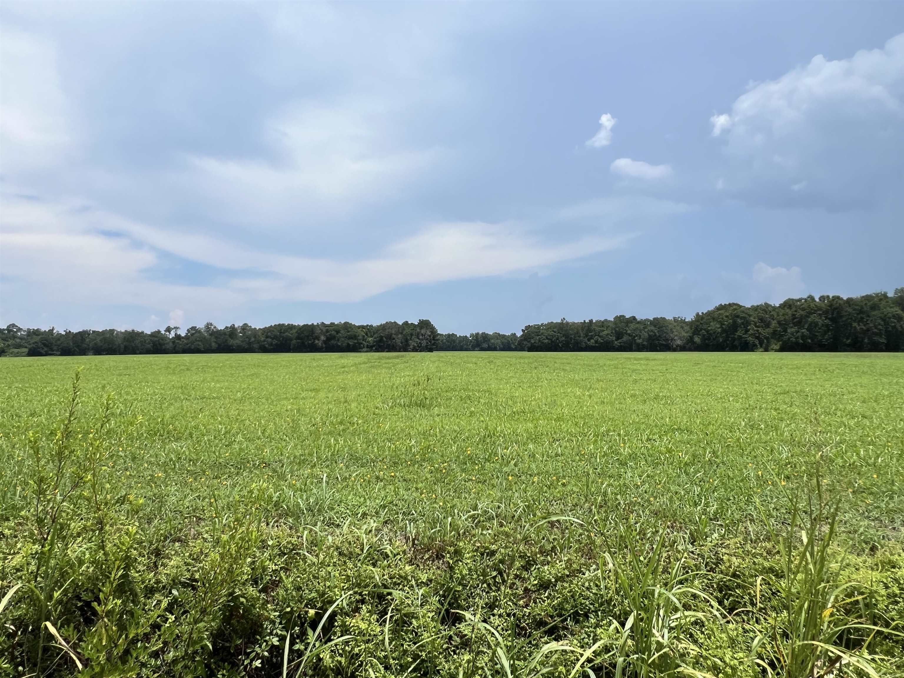 Xx Xx Max Herrin Road Quincy, FL 32352 - Photo 33 of 46