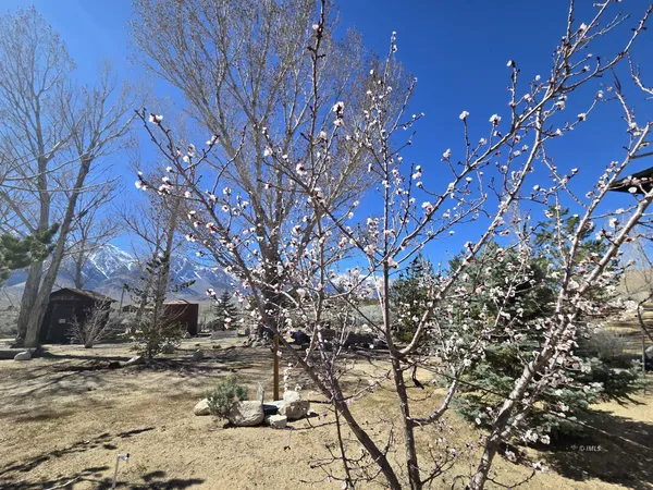 a backyard of a house with large trees