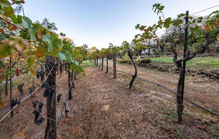22801 Hidden Ranch Road Auburn, CA 95602 - Photo 75 of 94 a view of a forest with trees