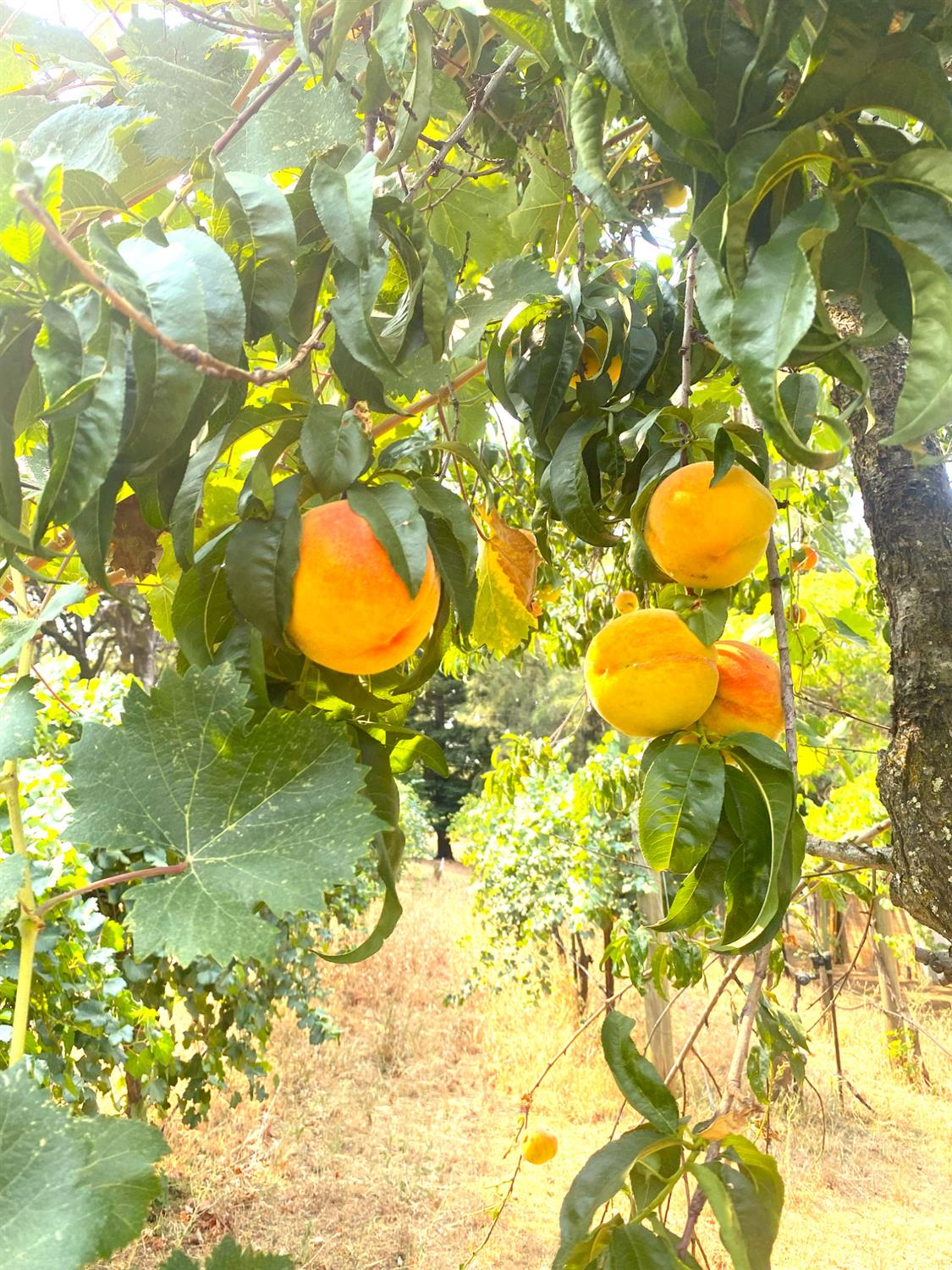 22801 Hidden Ranch Road Auburn, CA 95602 - Photo 77 of 94