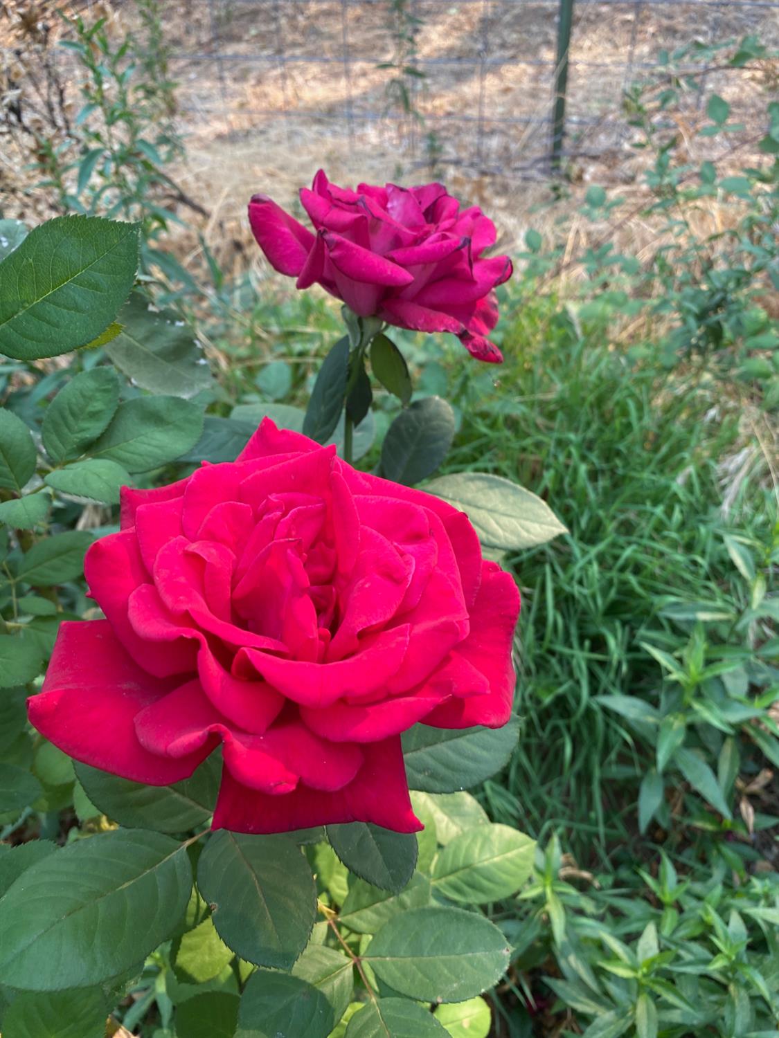 22801 Hidden Ranch Road Auburn, CA 95602 - Photo 78 of 94 a view of a flower plants in front of building