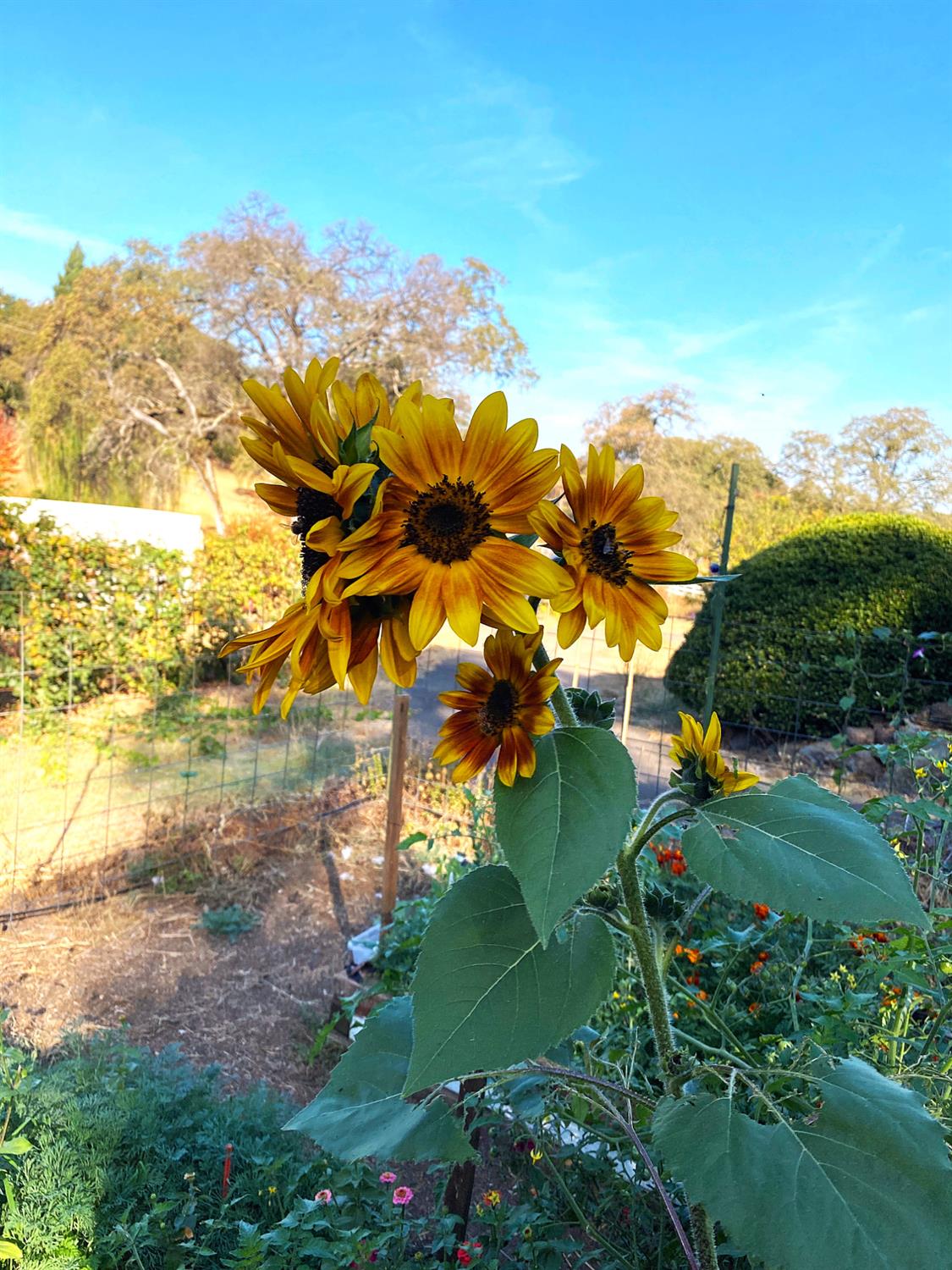 22801 Hidden Ranch Road Auburn, CA 95602 - Photo 79 of 94