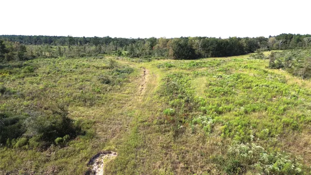a view of a lush green forest with trees