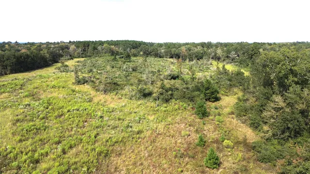 a view of a bunch of trees and bushes