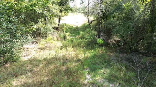 a close up of a tree in a yard