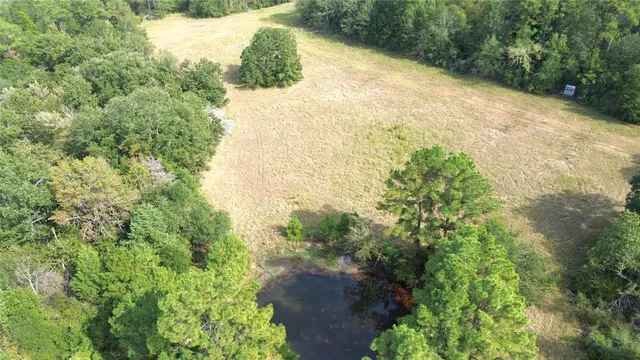 a view of a yard with plants and large trees